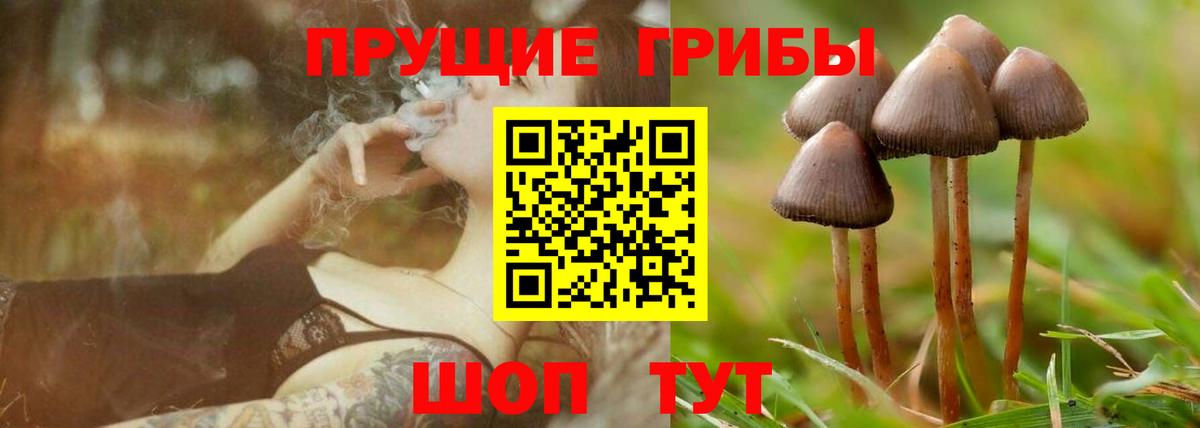 Псилоцибиновые грибы мицелий Кольчугино